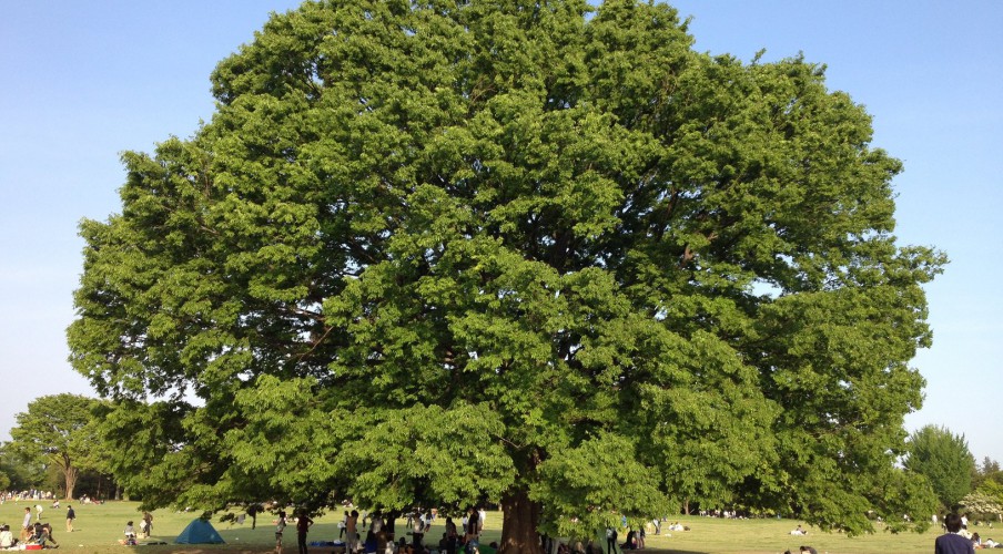 シンボルツリー - 昭和記念公園